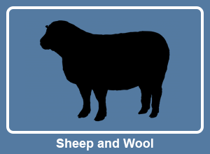 Sheep and Wool