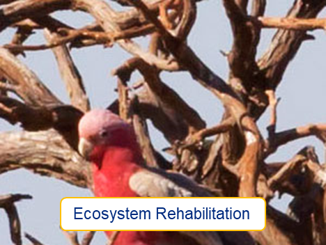 Ecosystem Rehabilitation thumb